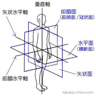 方向用語|【機能解剖学の基礎】解剖学的立位姿勢・方向・三面三軸の考え方